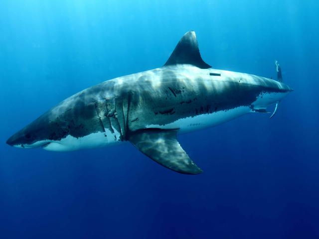 Great white shark population off California’s coast is growing