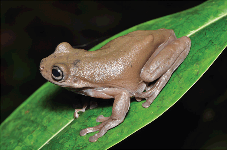 Adorable ‘chocolate frog’ discovered in crocodile-infested swamp