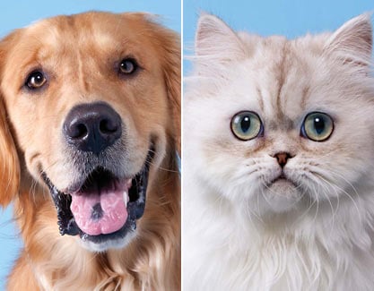 Why do dogs and cats run around in random bursts of speed?